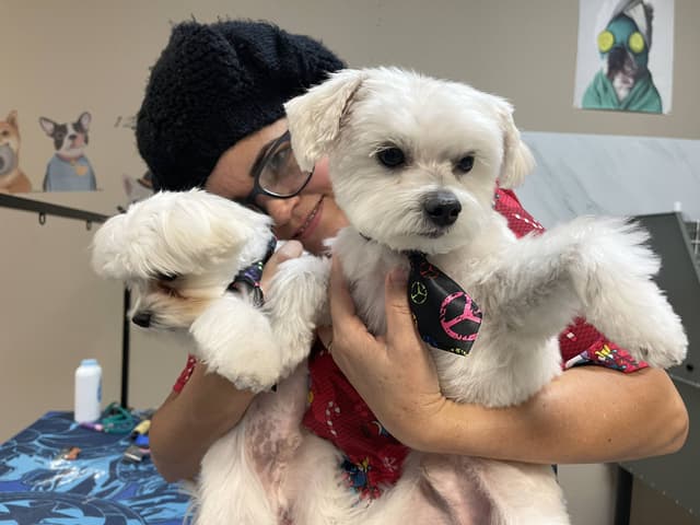 Lily playing with Dogs 2