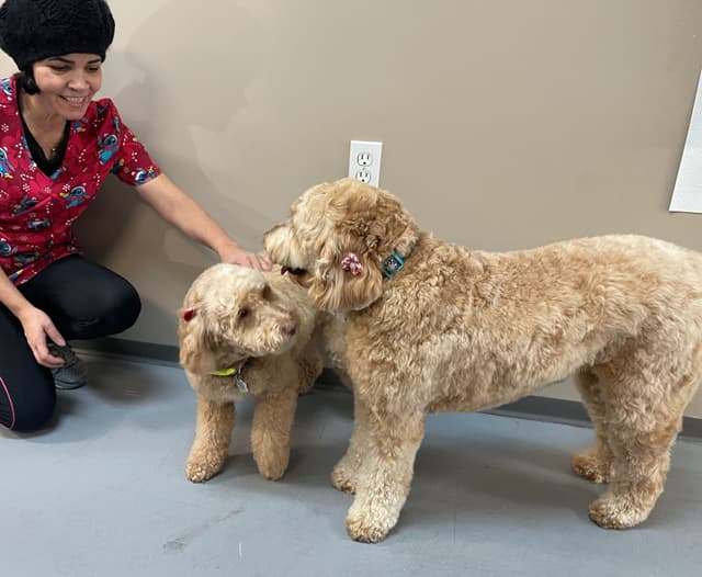 Lily playing with Dogs 3